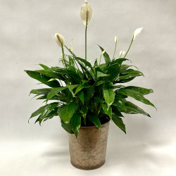 Tabletop Peace Lily